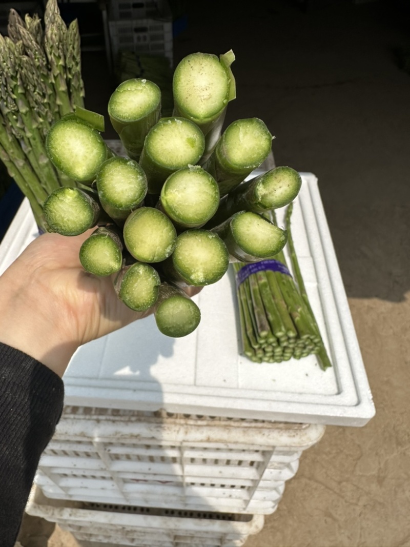 芦笋精品上海基地批发源头直供质优价廉