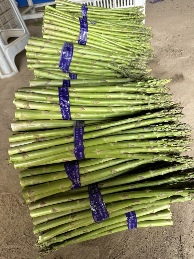 芦笋精品上海基地批发源头直供质优价廉