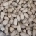 308罗汉双仁果花生种子，提纯比重双色选