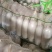 （热销）精品白萝卜，量大从优，各种规格品质，供应市场团购