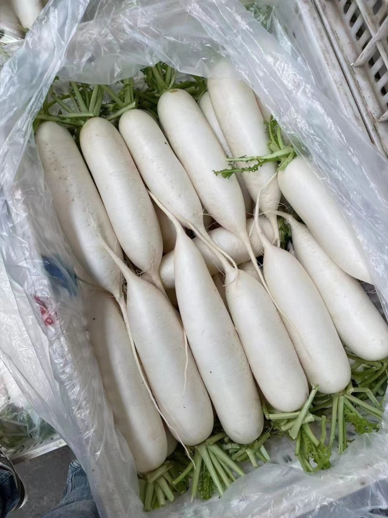 （热销）精品白萝卜，量大从优，各种规格品质，供应市场团购