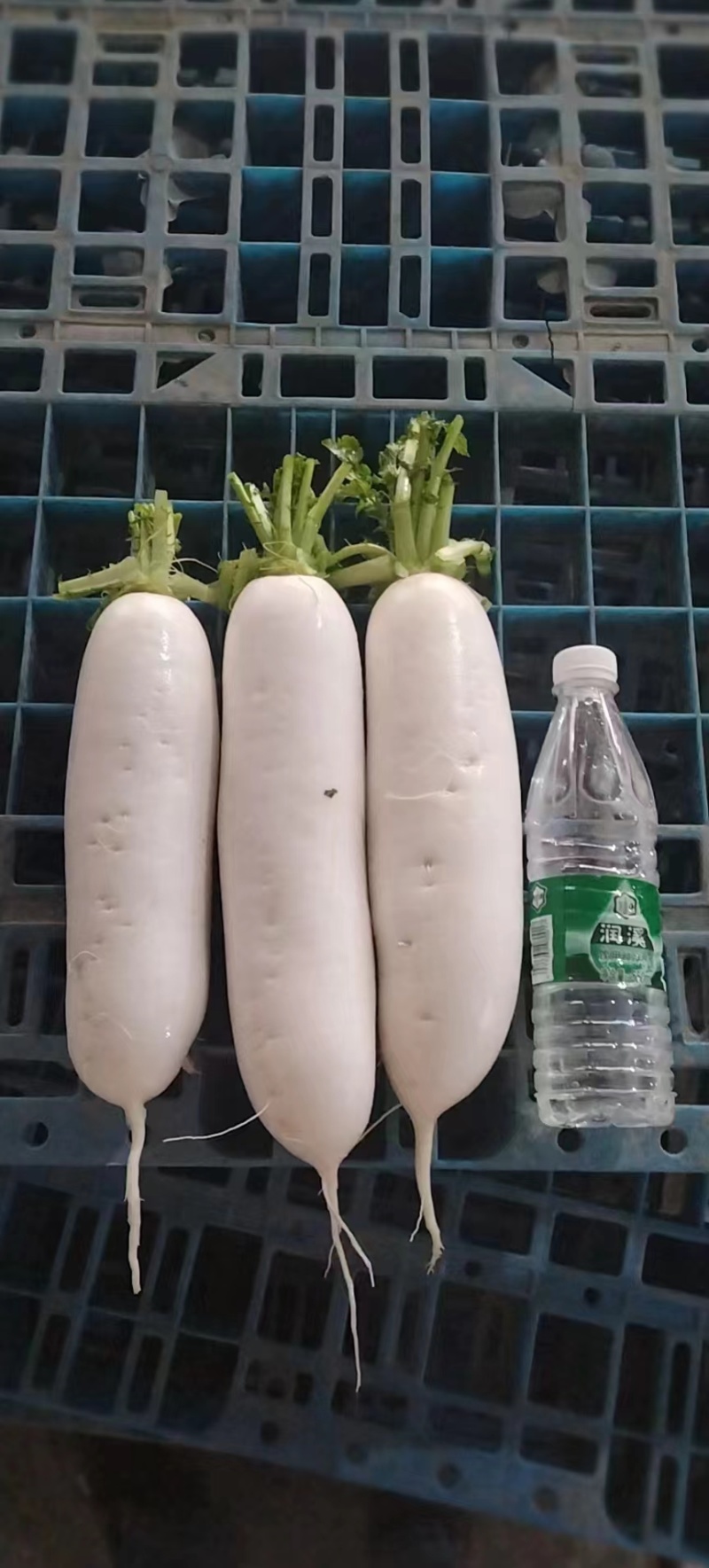 （热销）精品白萝卜，量大从优，各种规格品质，供应市场团购