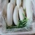 （热销）精品白萝卜，量大从优，各种规格品质，供应市场团购