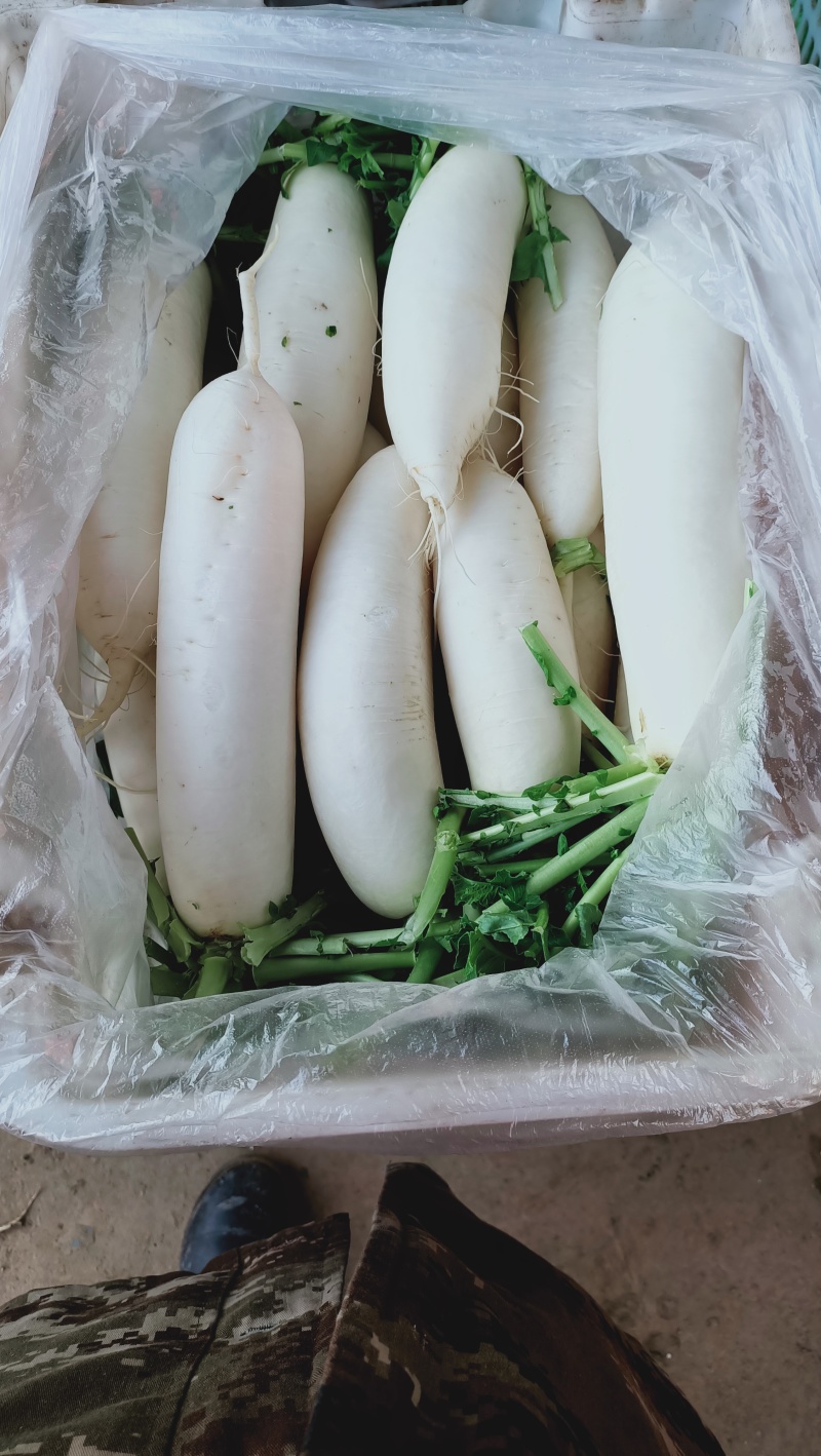 （热销）精品白萝卜，量大从优，各种规格品质，供应市场团购