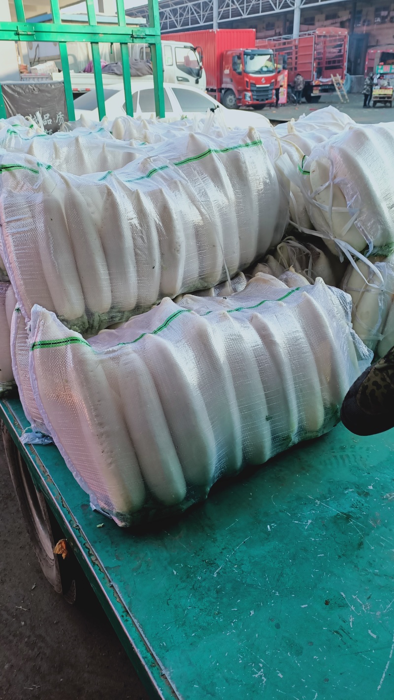 （热销）精品白萝卜，量大从优，各种规格品质，供应市场团购