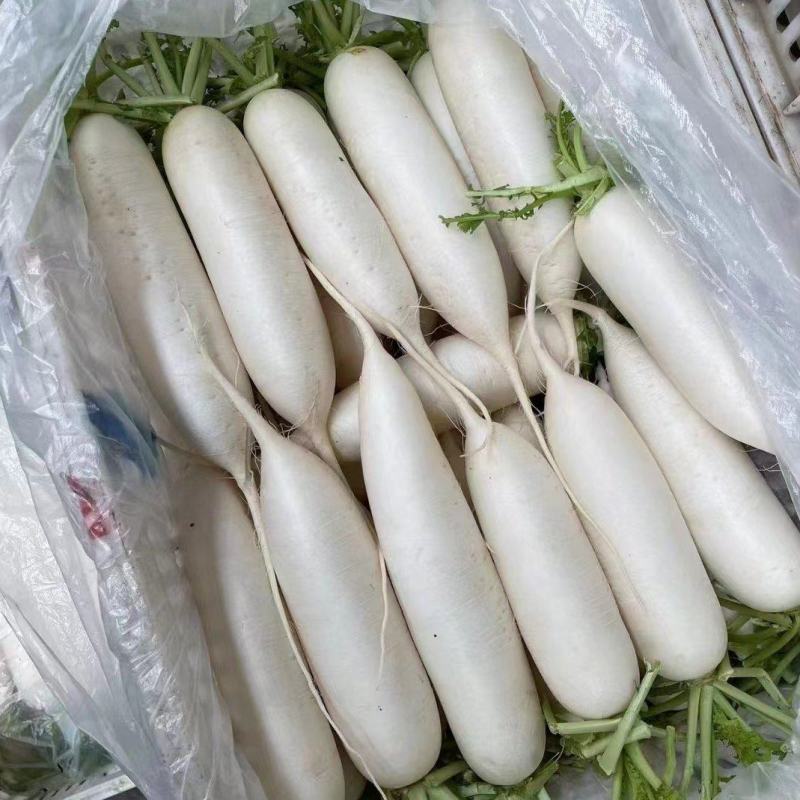 （热销）精品白萝卜，量大从优，各种规格品质，供应市场团购