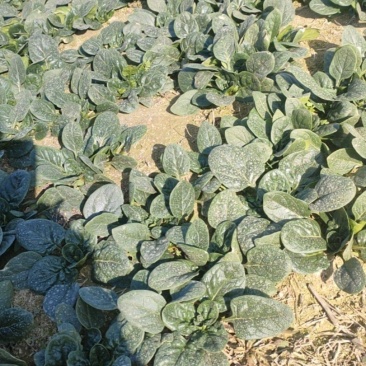 河南开封通许自己家种植的趴地菠菜