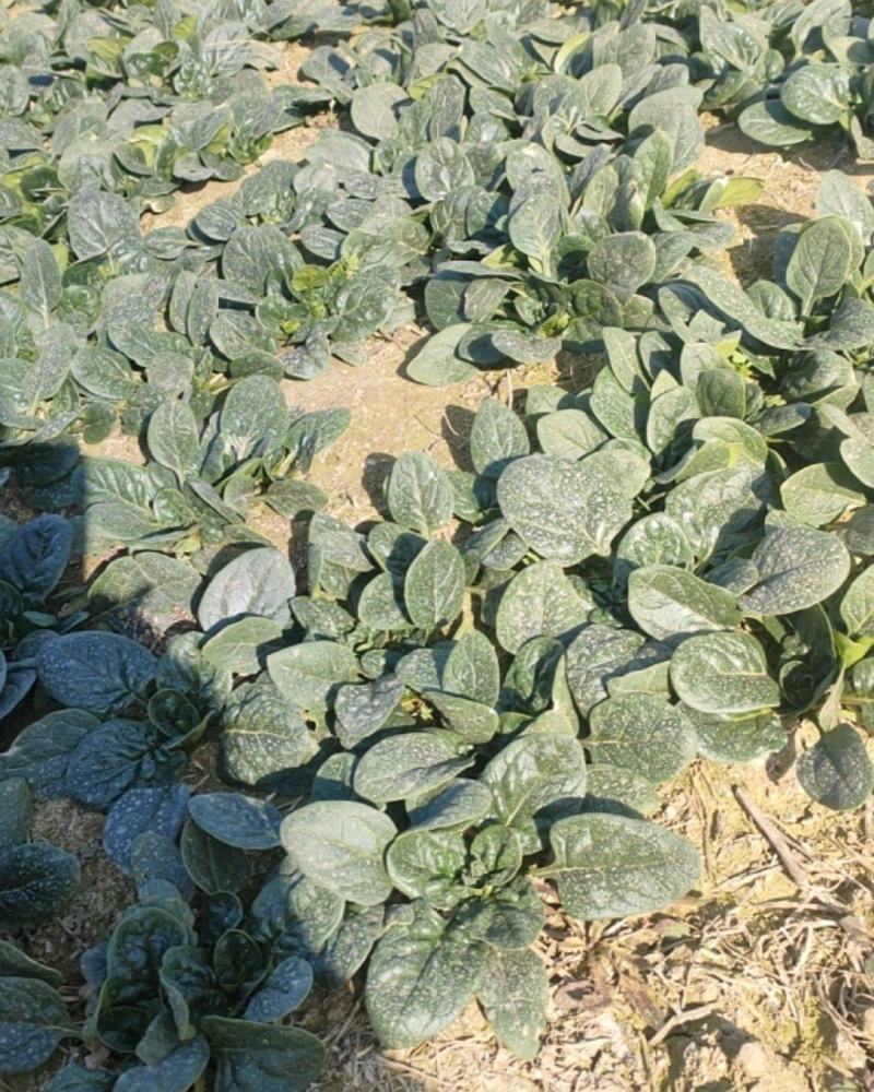 河南开封通许自己家种植的趴地菠菜