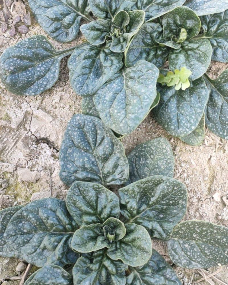 河南开封通许自己家种植的趴地菠菜
