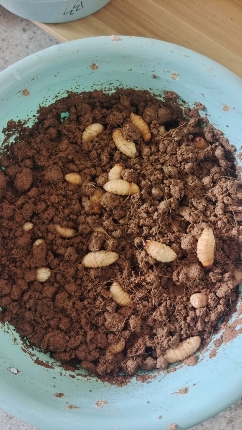 竹虫（商品虫），冻虫单个5克以上
