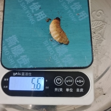 竹虫（商品虫），冻虫单个5克以上