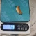 竹虫（商品虫），冻虫单个5克以上