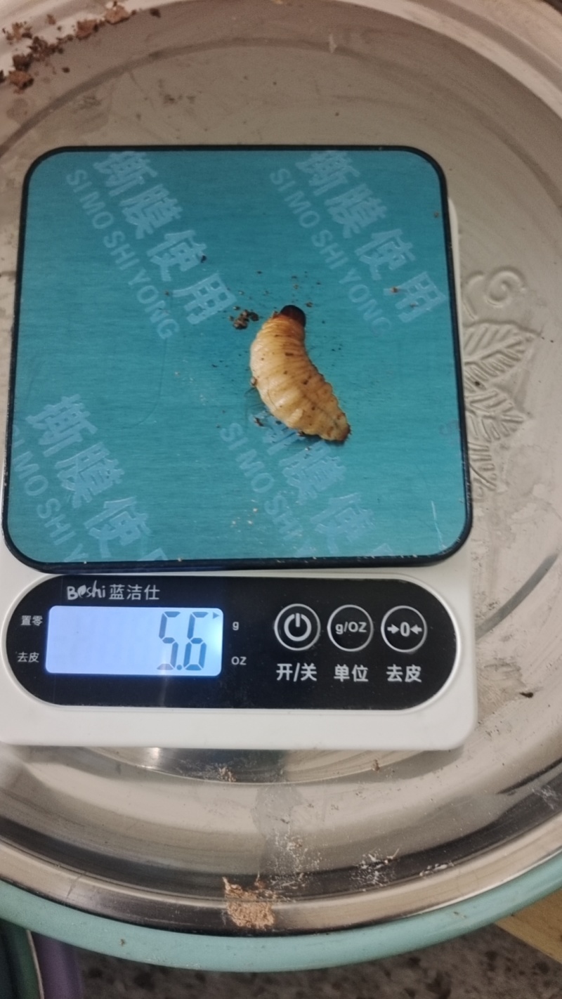 竹虫（商品虫），冻虫单个5克以上