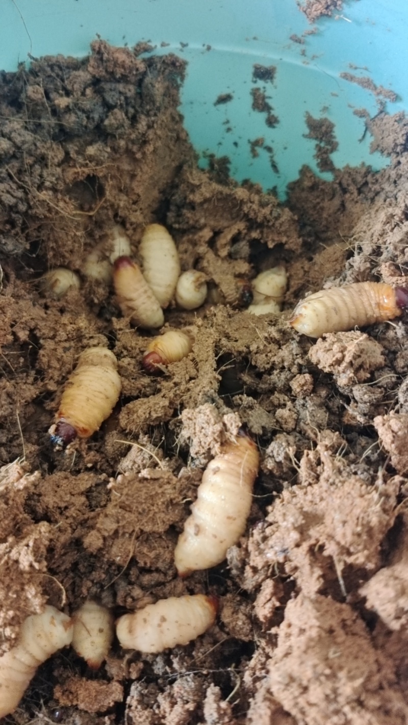 竹虫（商品虫），冻虫单个5克以上