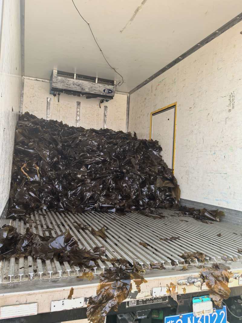 精品海带大量供应全国对接客户诚信经营欢迎来电洽谈