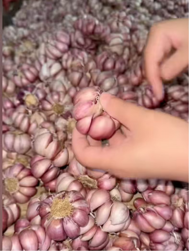云南川蒜，20吨