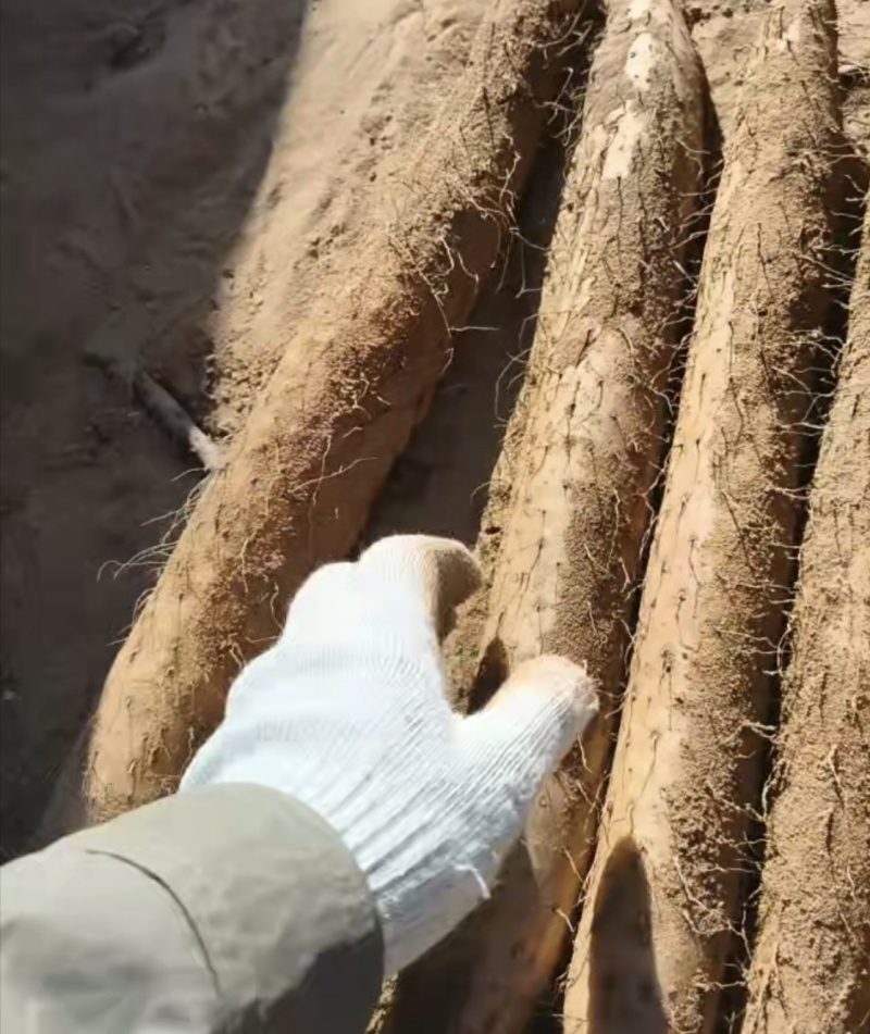 榆林山药，量大优惠，提供分拣，水洗服务，诚信经营，合作共