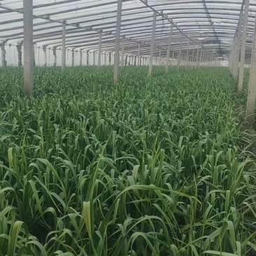 《红根蒜苗》河南新乡冷棚蒜苗基地直发保质保量一条龙服务
