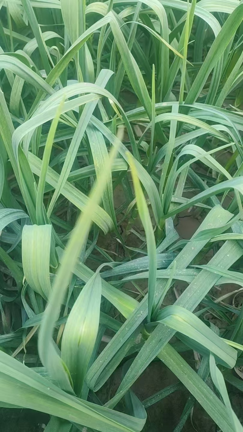 《红根蒜苗》河南新乡冷棚蒜苗基地直发保质保量一条龙服务