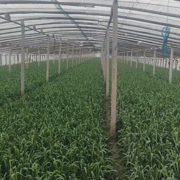 《冷棚蒜苗》河南新乡基地直发保质保量现摘现发量大从优