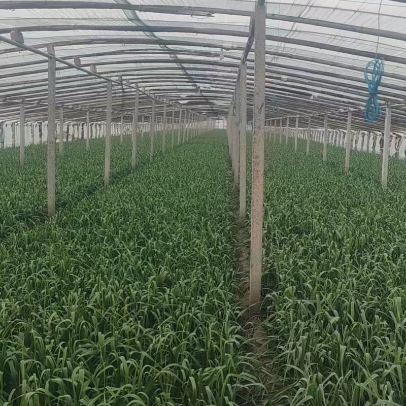 《冷棚蒜苗》河南新乡基地直发保质保量现摘现发量大从优