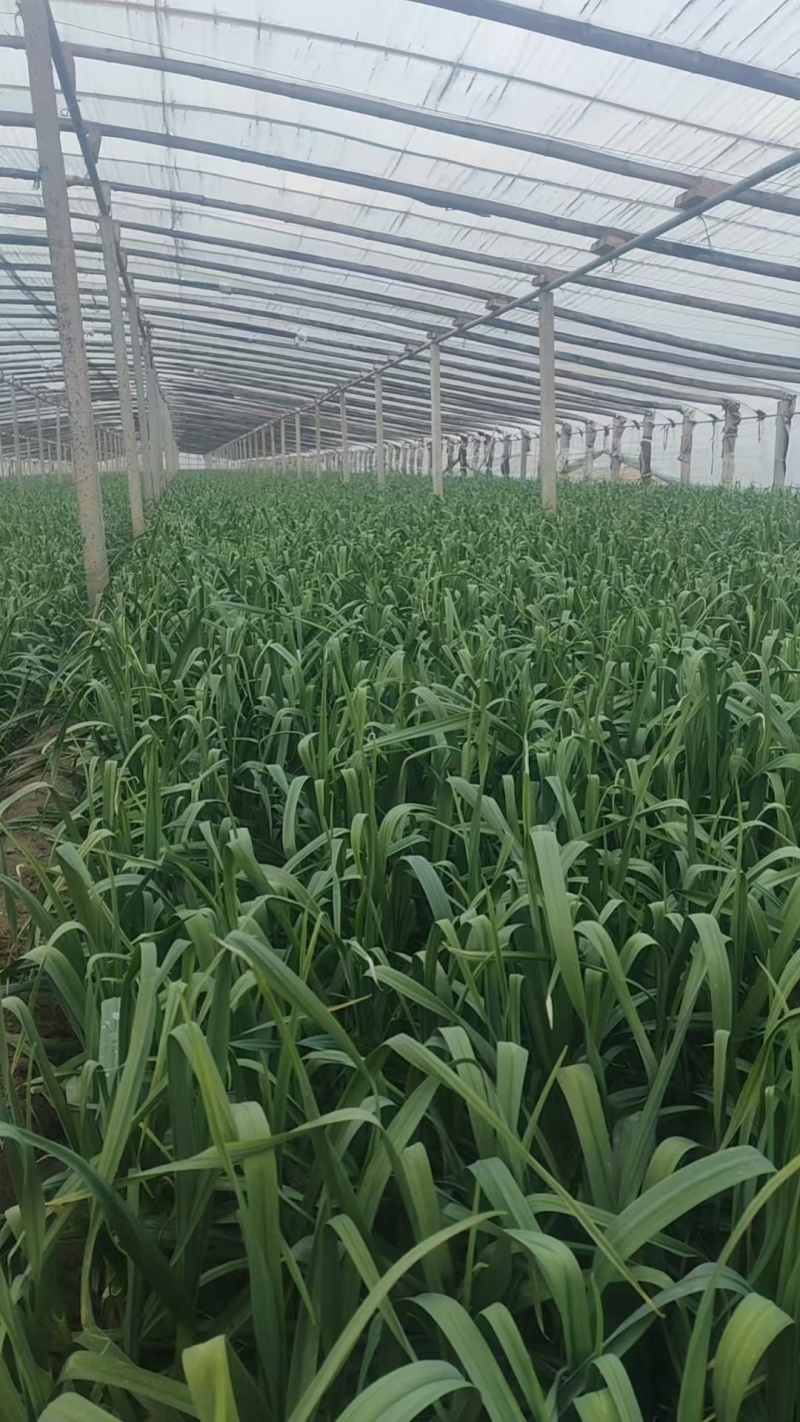 《冷棚蒜苗》河南新乡基地直发保质保量现摘现发量大从优