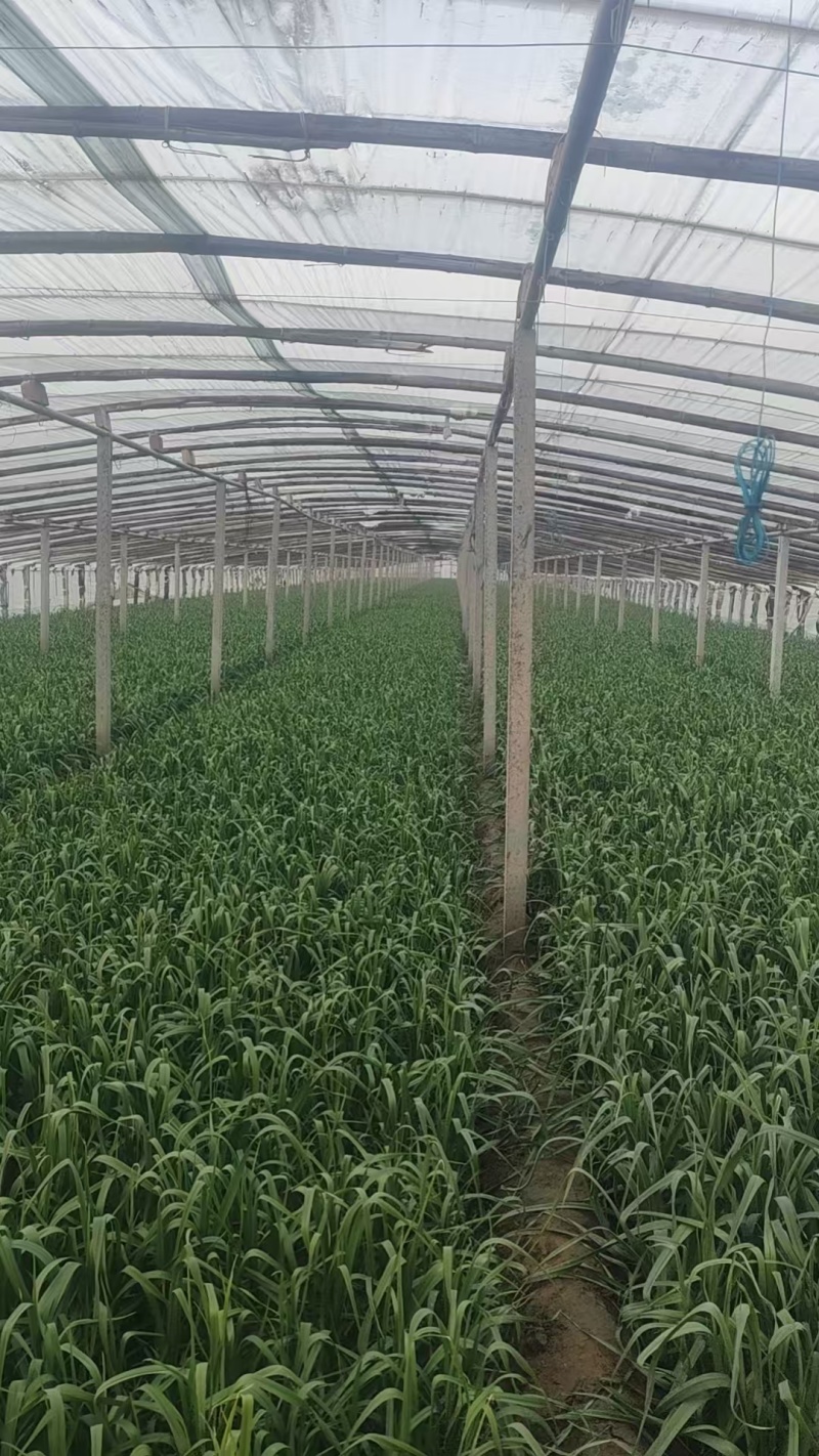 《冷棚蒜苗》河南新乡基地直发保质保量现摘现发量大从优
