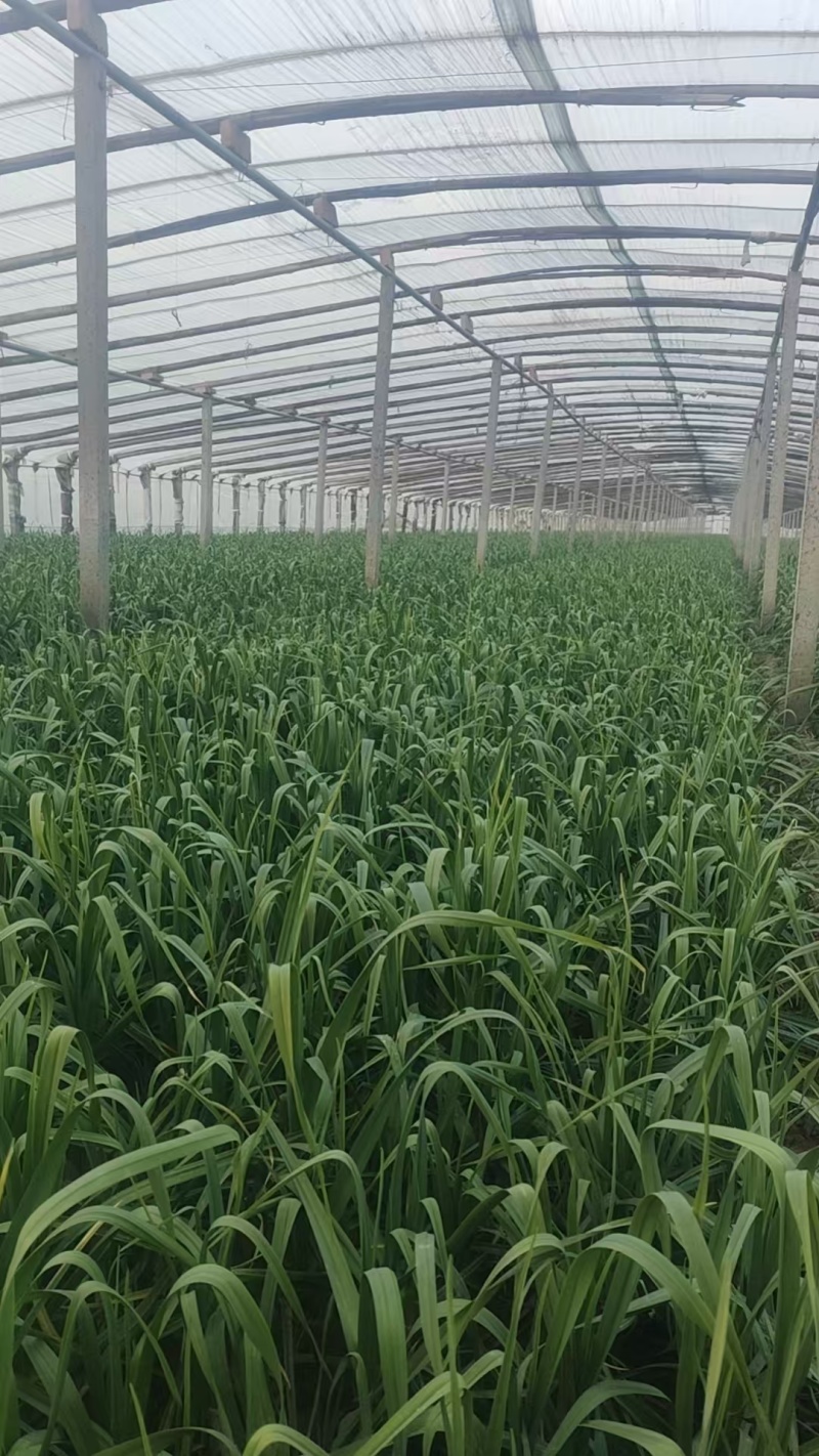 《冷棚蒜苗》河南新乡基地直发保质保量现摘现发量大从优