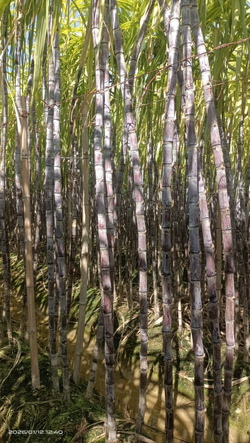 广西博白黑皮甘蔗，脆甜多汁，量大从优，免费提供便宜回程车