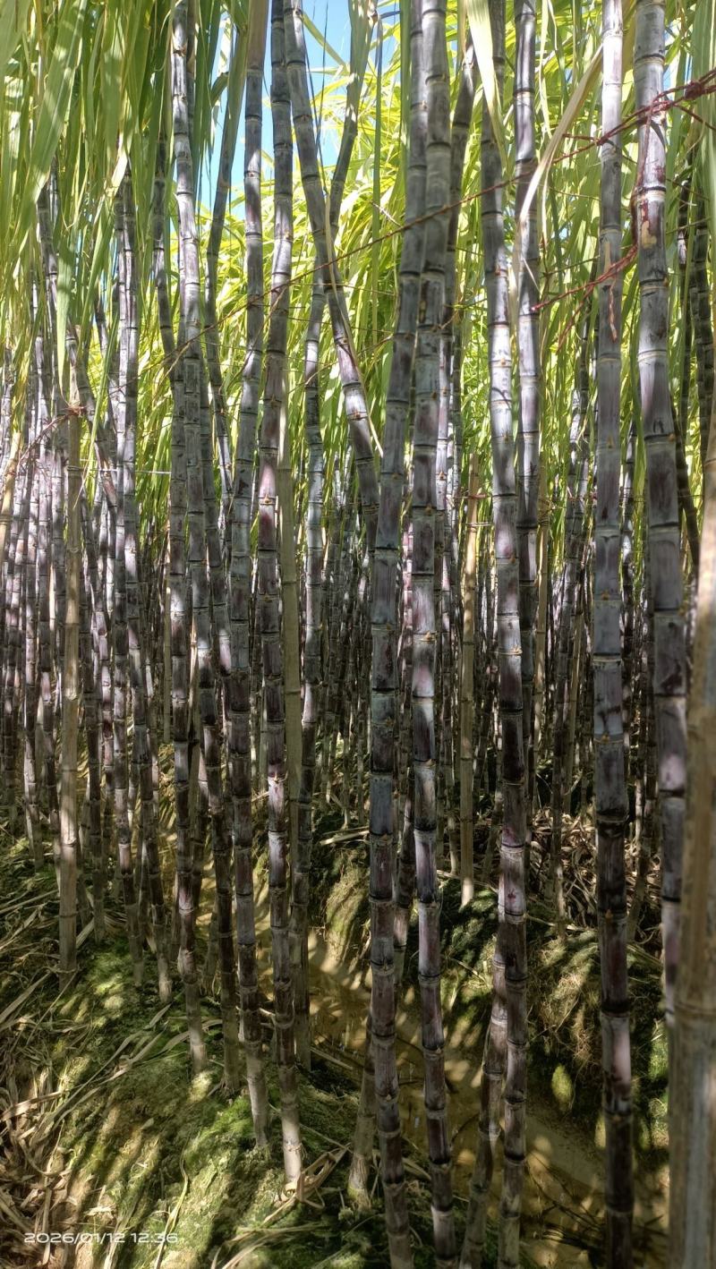 广西博白黑皮甘蔗，脆甜多汁，量大从优，免费提供便宜回程车