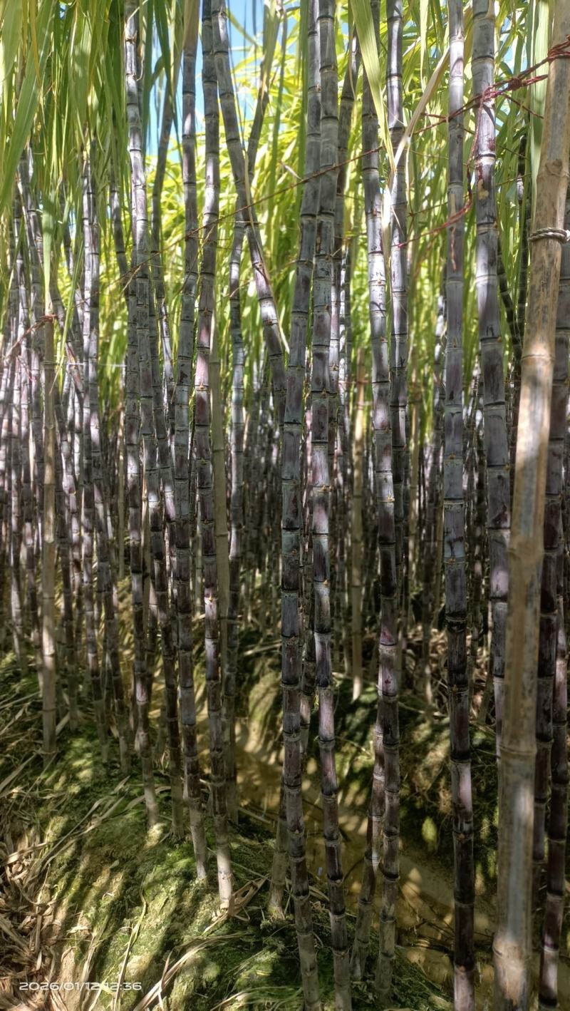 广西博白黑皮甘蔗，脆甜多汁，量大从优，免费提供便宜回程车