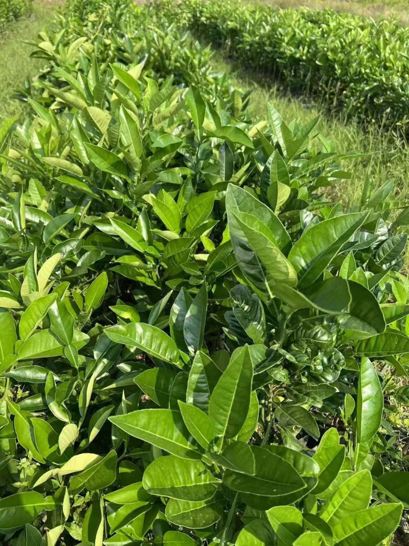 沉香苗+橘红苗