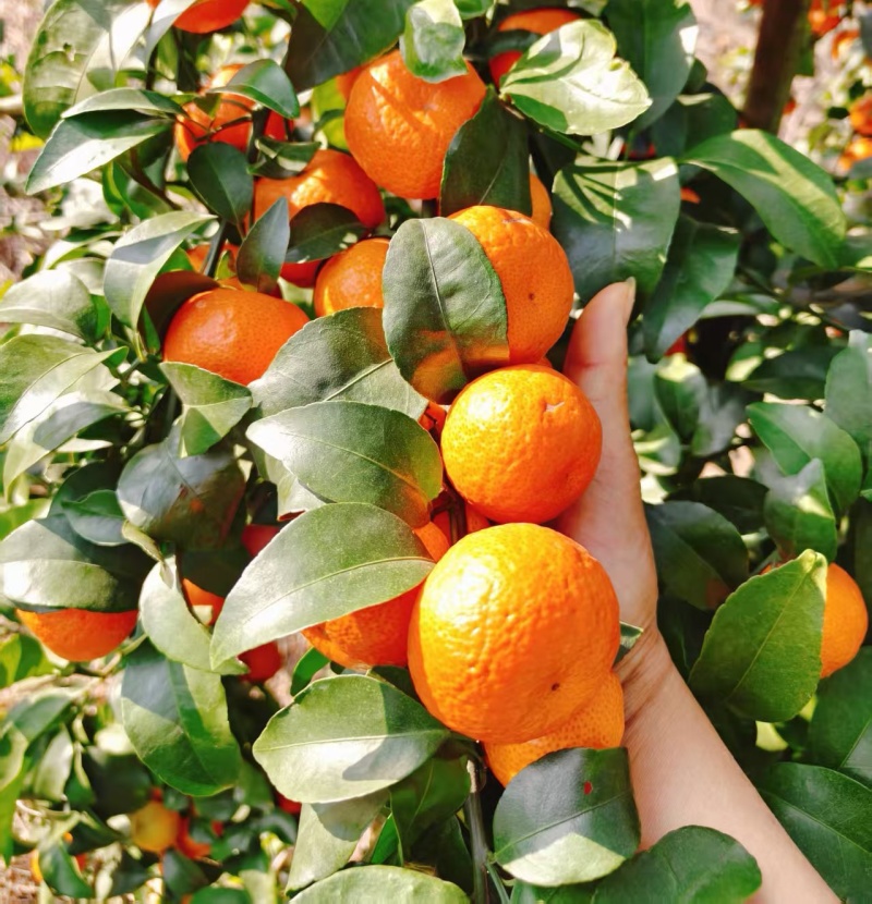 广西砂糖橘（承接电商商超市场外贸出口）全国发货