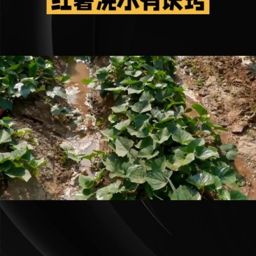 安阳滑县吴姐红薯苗育苗基地