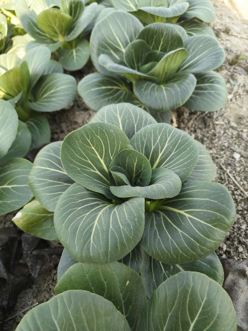 江苏东台矮脚苏州青太湖菜产地源头直供商超电商批发市场对接