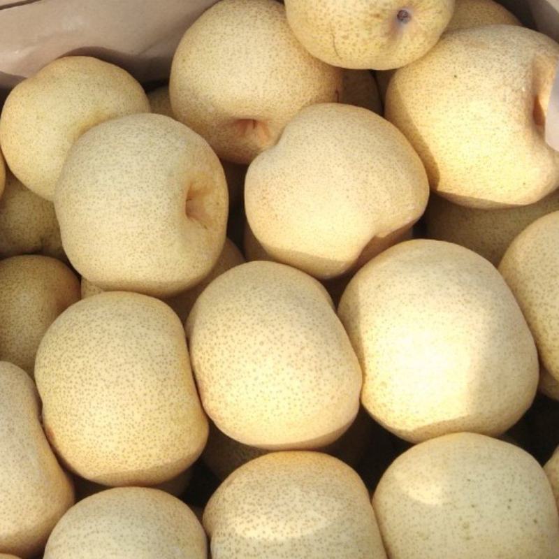 砀山梨果面干净含糖量高，产地直销，诚信交易，整车代发