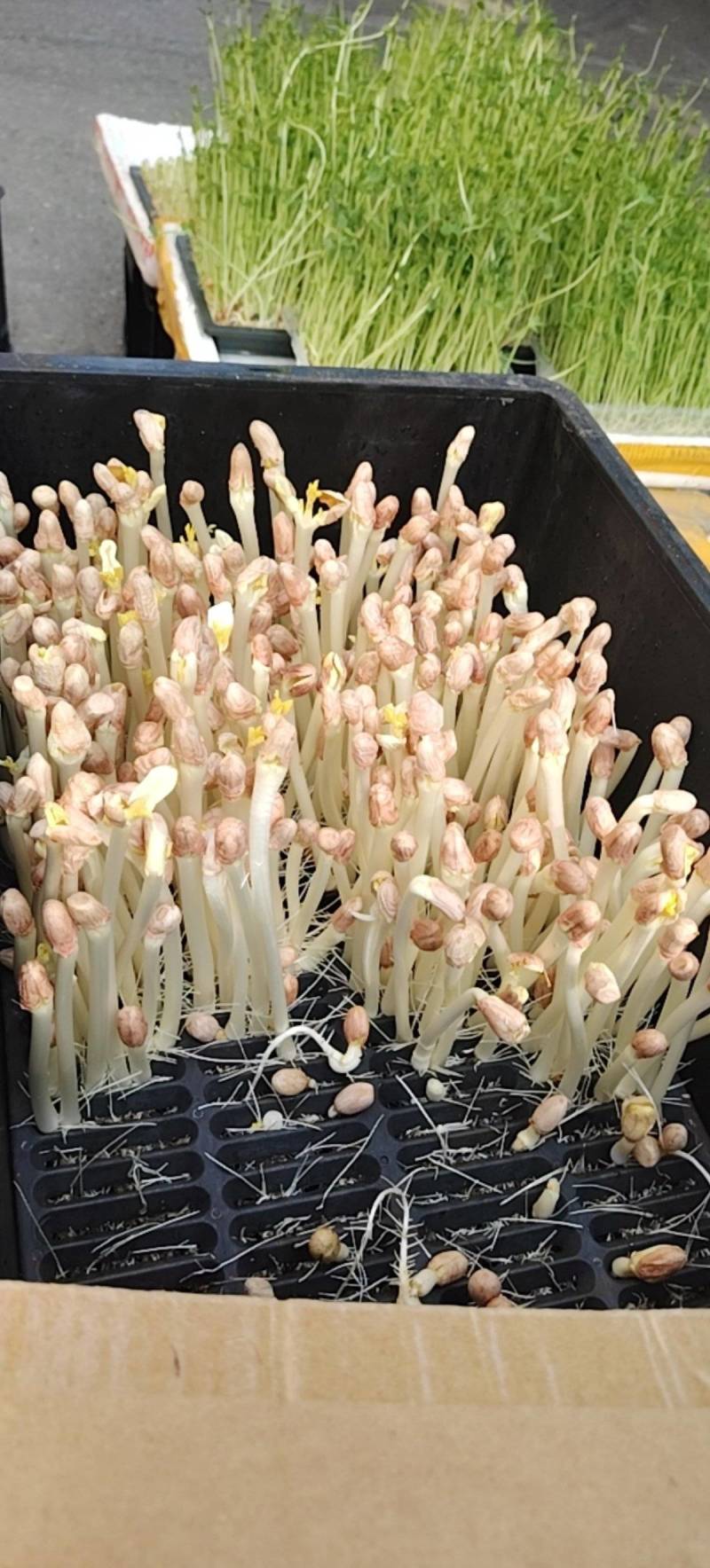 苗芽菜