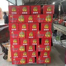 库尔勒香梨，精品香梨礼盒，保证质量，产地一手货源量大从优