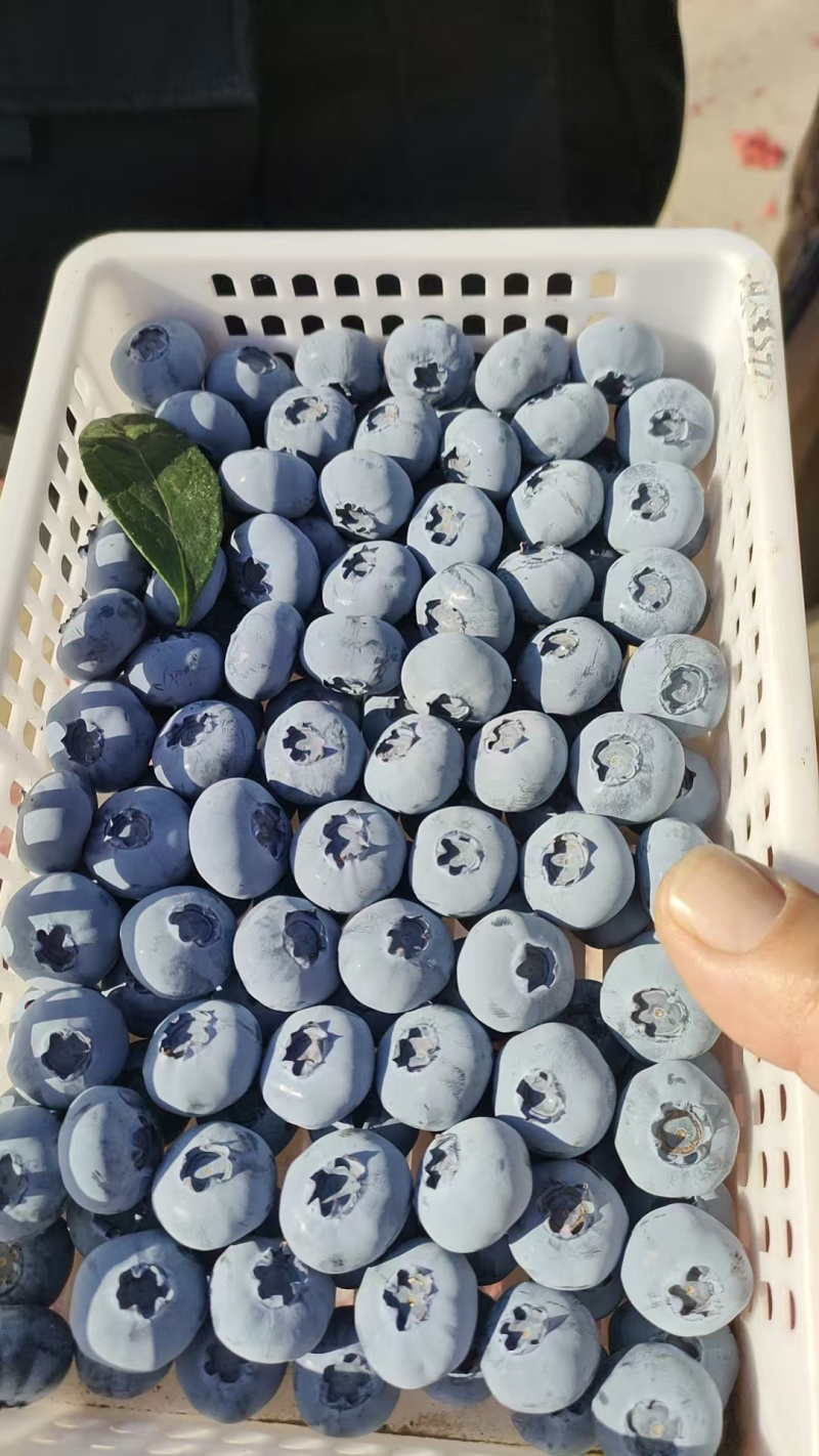 山东蓝莓产区