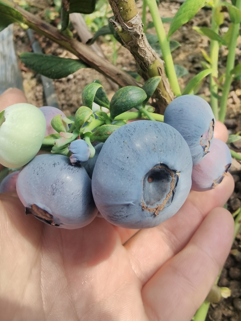 山东蓝莓产区