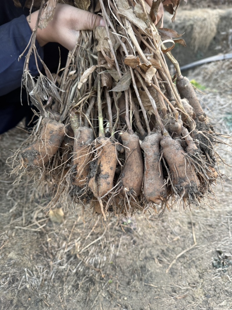 精选鲜白术安徽阜阳产地直供质量上乘货源充足量大优惠