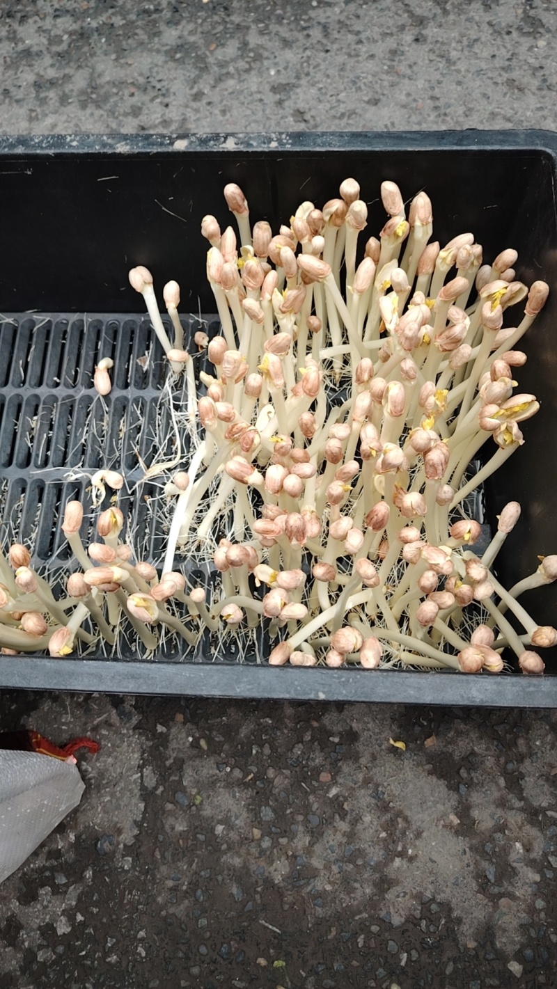 苗芽菜