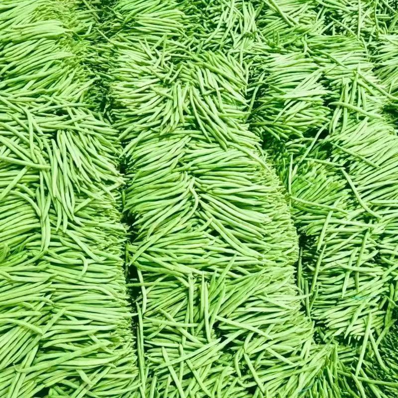 云南一手货源四季豆新鲜上市价格美丽价对接全国量大从优欢迎