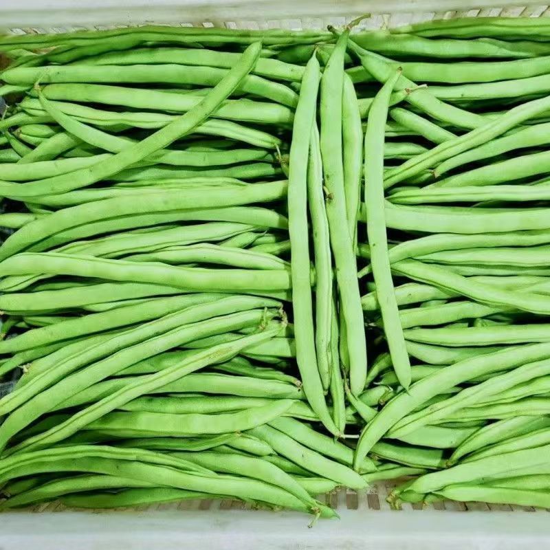 云南一手货源四季豆新鲜上市价格美丽价对接全国量大从优欢迎