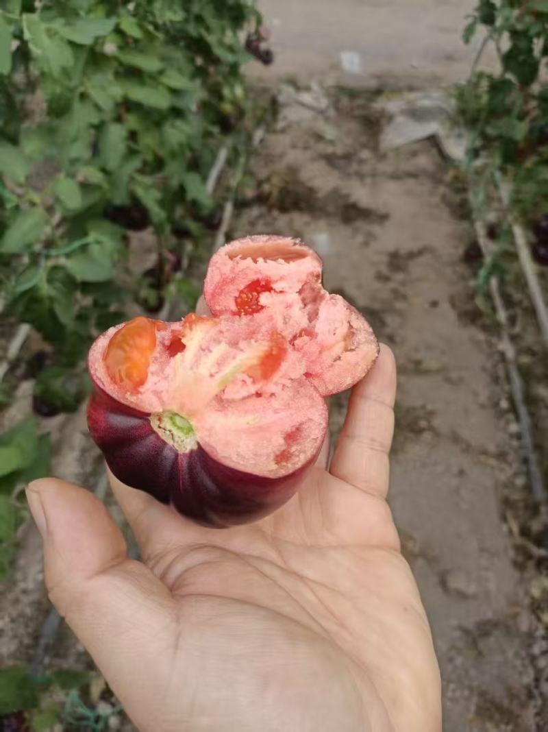 紫罗兰紫元帅