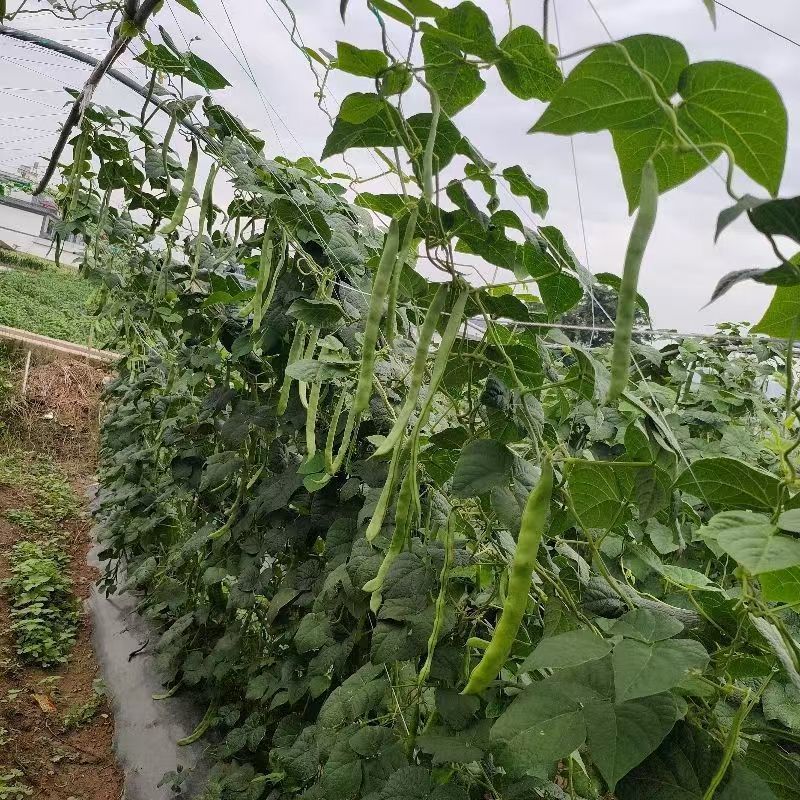 云南新鲜上市扁豆对接全国市场价格美丽质量好欢迎询价