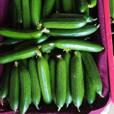 陕西大荔乳瓜现在大量上市，有需要的老板，电商可以来对接