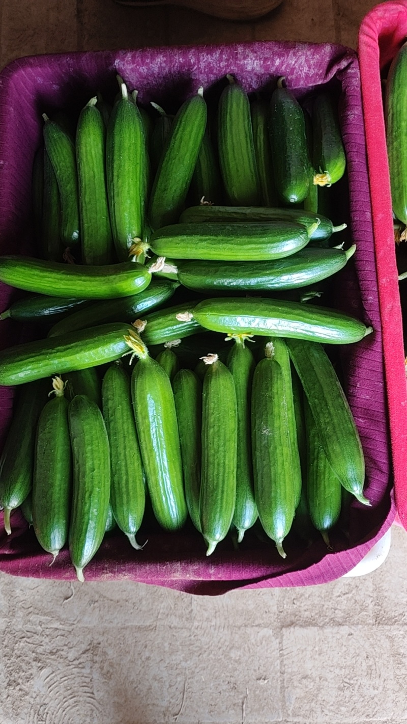 陕西大荔乳瓜现在大量上市，有需要的老板，电商可以来对接
