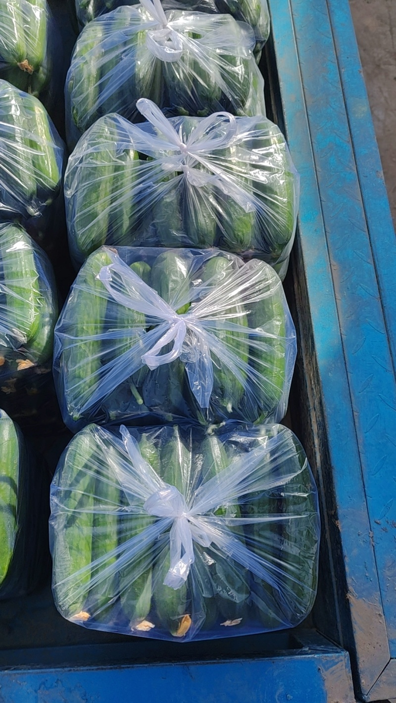 陕西大荔乳瓜现在大量上市，有需要的老板，电商可以来对接