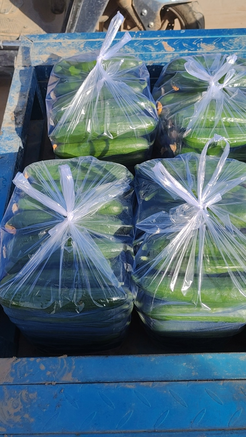 陕西大荔乳瓜现在大量上市，有需要的老板，电商可以来对接